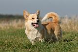 CORGI PEMBROKE 1118